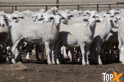 A+ 1,538 AUSTRALIAN WHITE STORE LAMBS