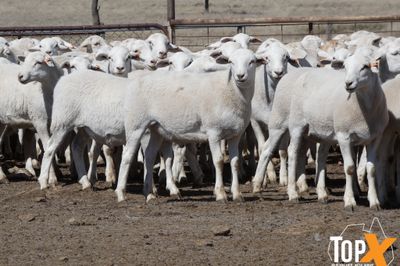 A+ 1,538 AUSTRALIAN WHITE STORE LAMBS