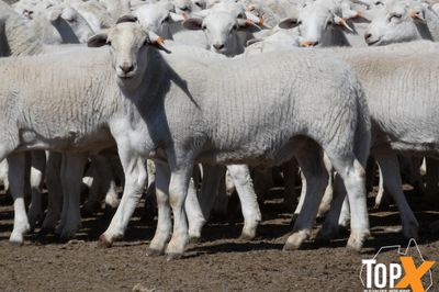 A+ 1,538 AUSTRALIAN WHITE STORE LAMBS