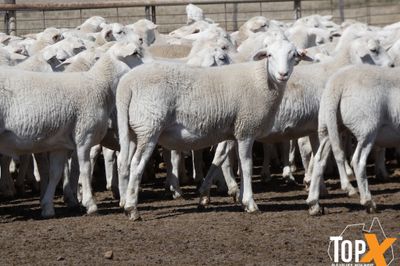 A+ 1,538 AUSTRALIAN WHITE STORE LAMBS