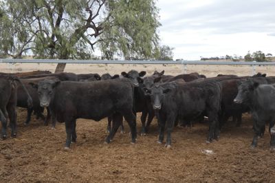 90 PTE EU ACCREDITED ANGUS HEIFERS