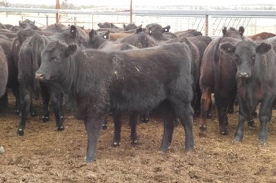 90 PTE EU ACCREDITED ANGUS HEIFERS
