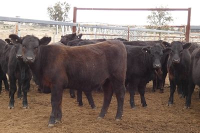 90 PTE EU ACCREDITED ANGUS HEIFERS