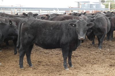 90 PTE EU ACCREDITED ANGUS HEIFERS