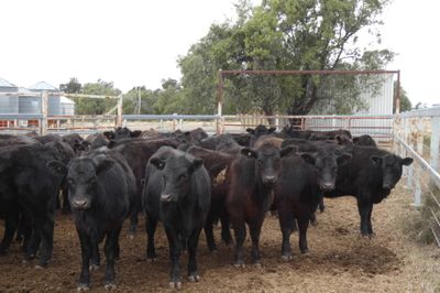90 PTE EU ACCREDITED ANGUS HEIFERS
