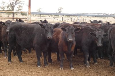 90 PTE EU ACCREDITED ANGUS HEIFERS