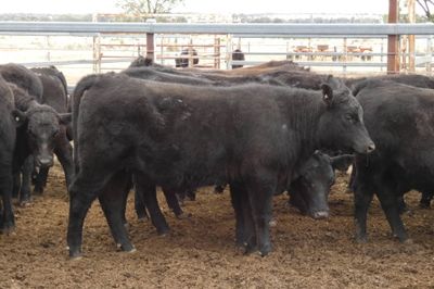 90 PTE EU ACCREDITED ANGUS HEIFERS