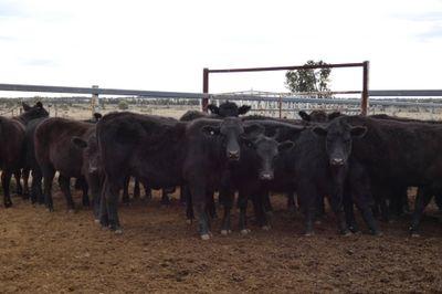 90 PTE EU ACCREDITED ANGUS HEIFERS