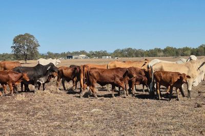 Dispersal of breeder herd-  CQLX 12th Aug Sale