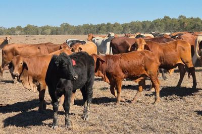Dispersal of breeder herd-  CQLX 12th Aug Sale