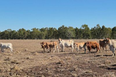 Dispersal of breeder herd-  CQLX 12th Aug Sale
