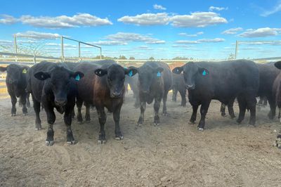 52 VGQ Angus Steers