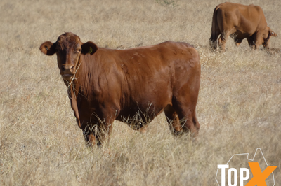 318 Backgrounder Steers