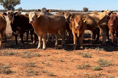 600 Charolais X Steers For Sale