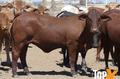 112 Backgrounder Heifers