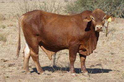 88 Droughtmaster Bulls