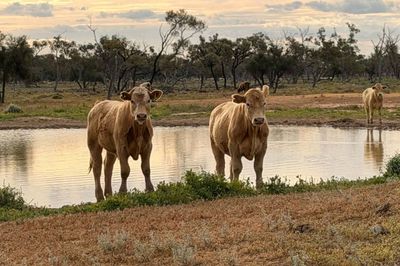 600 Charolais X Steers For Sale