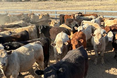 74 Angus / Charolais Cross Steers