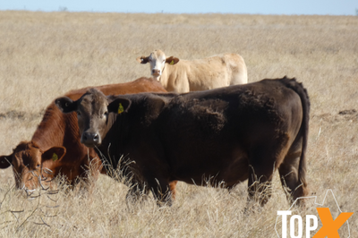318 Backgrounder Steers