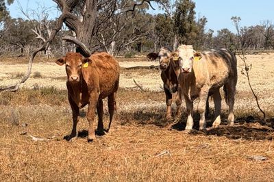 600 Charolais X Steers For Sale