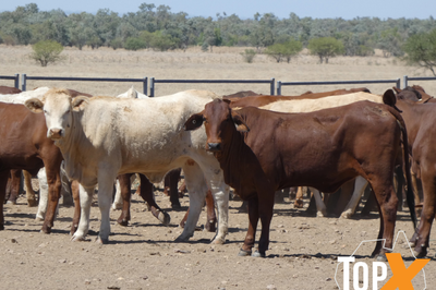 112 Backgrounder Heifers