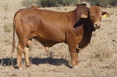 88 Droughtmaster Bulls