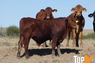 318 Backgrounder Steers