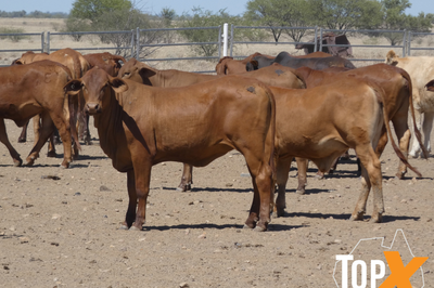 112 Backgrounder Heifers