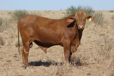 88 Droughtmaster Bulls