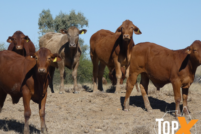 318 Backgrounder Steers