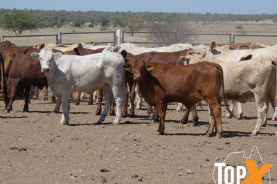 112 Backgrounder Heifers