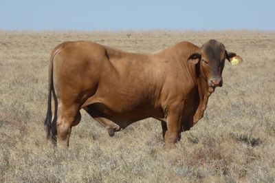 88 Droughtmaster Bulls