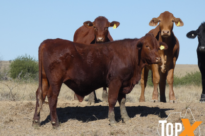 318 Backgrounder Steers