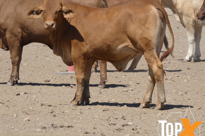 112 Backgrounder Heifers