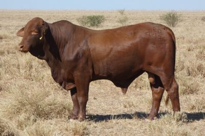 88 Droughtmaster Bulls
