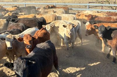 74 Angus / Charolais Cross Steers