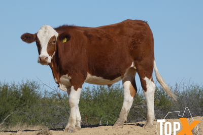 318 Backgrounder Steers