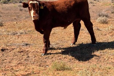 600 Charolais X Steers For Sale