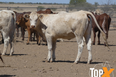 112 Backgrounder Heifers