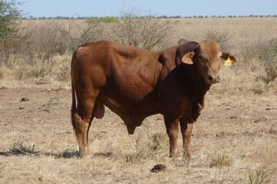 88 Droughtmaster Bulls