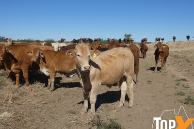 318 Backgrounder Steers