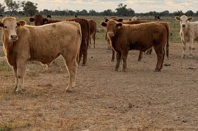600 Charolais X Steers For Sale
