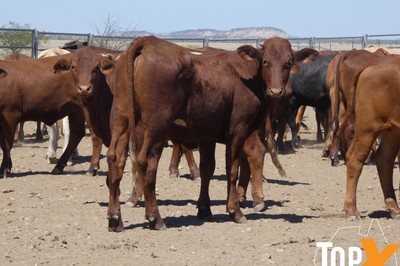 112 Backgrounder Heifers