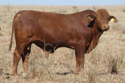 88 Droughtmaster Bulls