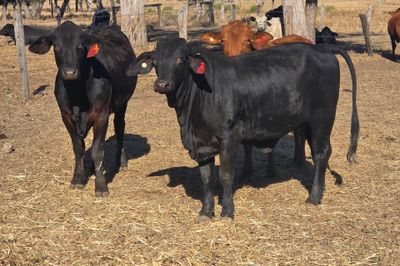 56 PTIC HEIFERS