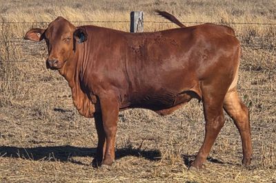 56 PTIC HEIFERS