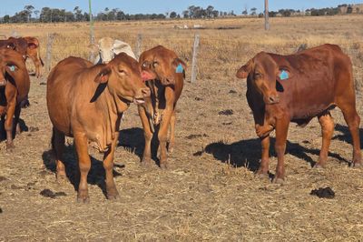 56 PTIC HEIFERS