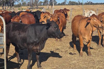 56 PTIC HEIFERS