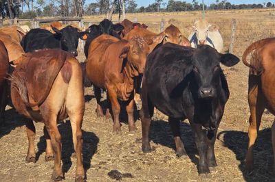 56 PTIC HEIFERS