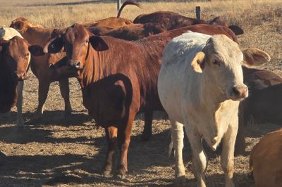 56 PTIC HEIFERS